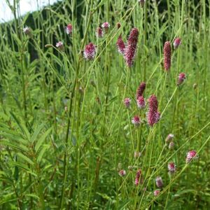 Sanguisorba officinalis 'Red Thunder' ---